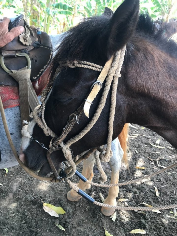 Koně jsou tu sice hubení, ale velice vytrvalí a houževnatí (taky co jim zbyde jiného, že). Třebaže s námi jel pán, který neuměl 