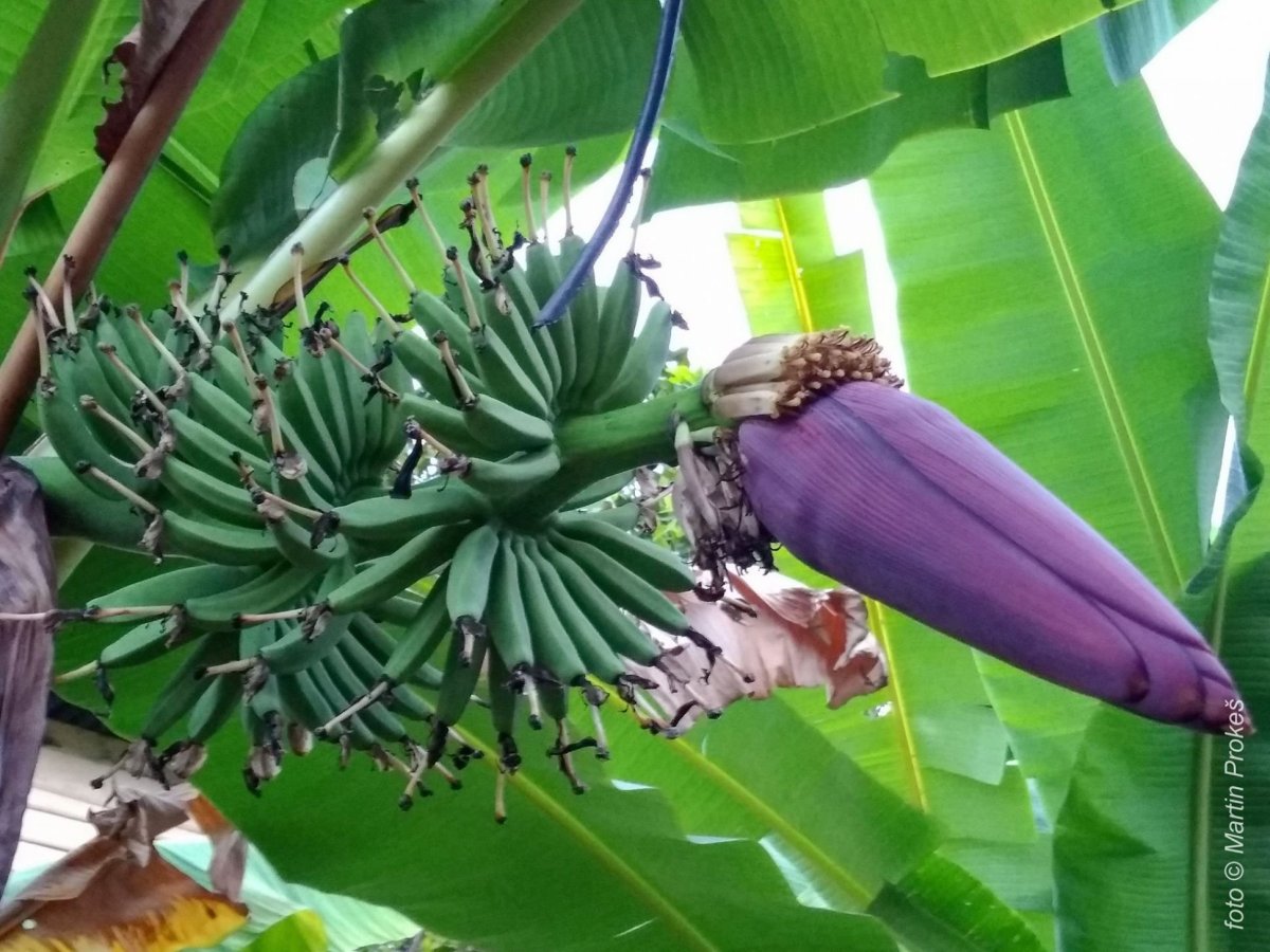 banánovník přímo u chatky