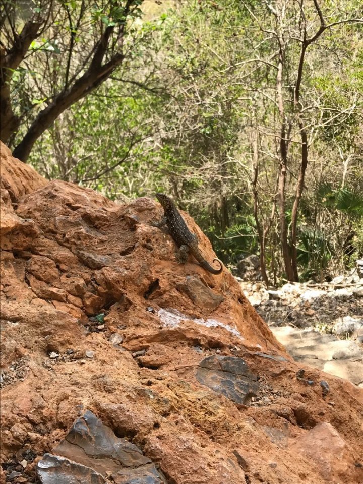 Přestože jsou tyhle ještěrky velice plaché, příteli se málem podařilo jednu zašlápnout ještě ve Varaderu.