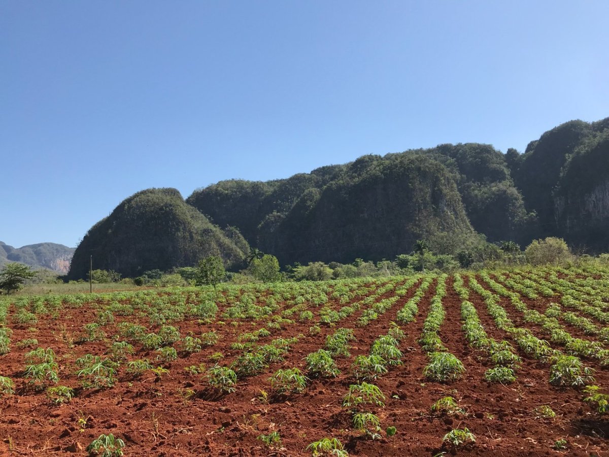 Mnohem víc se mi ale líbilo pole s malangami (kubánská obdoba brambor, jen tyhle jsou mnohem lepkavější a hnusnější než naše čes