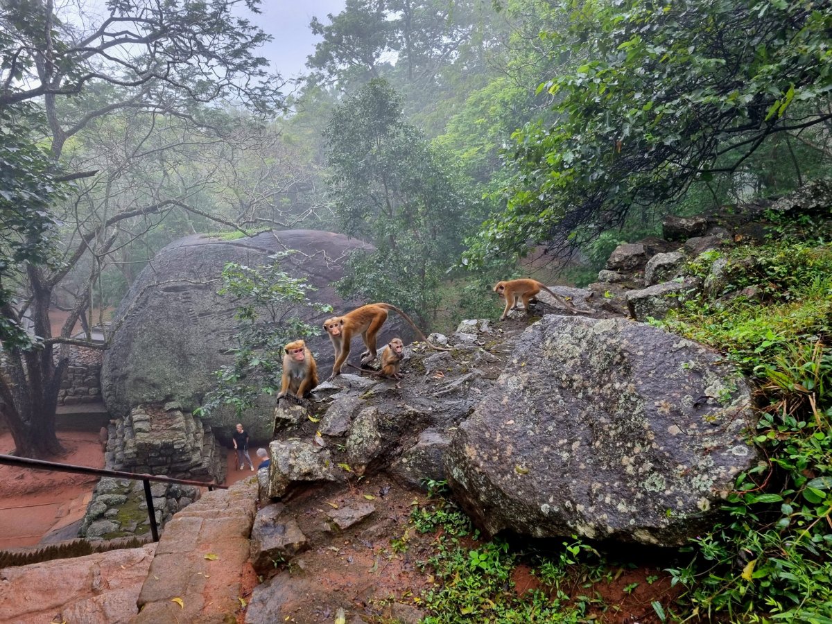 Opičí rodinka na Lví skále