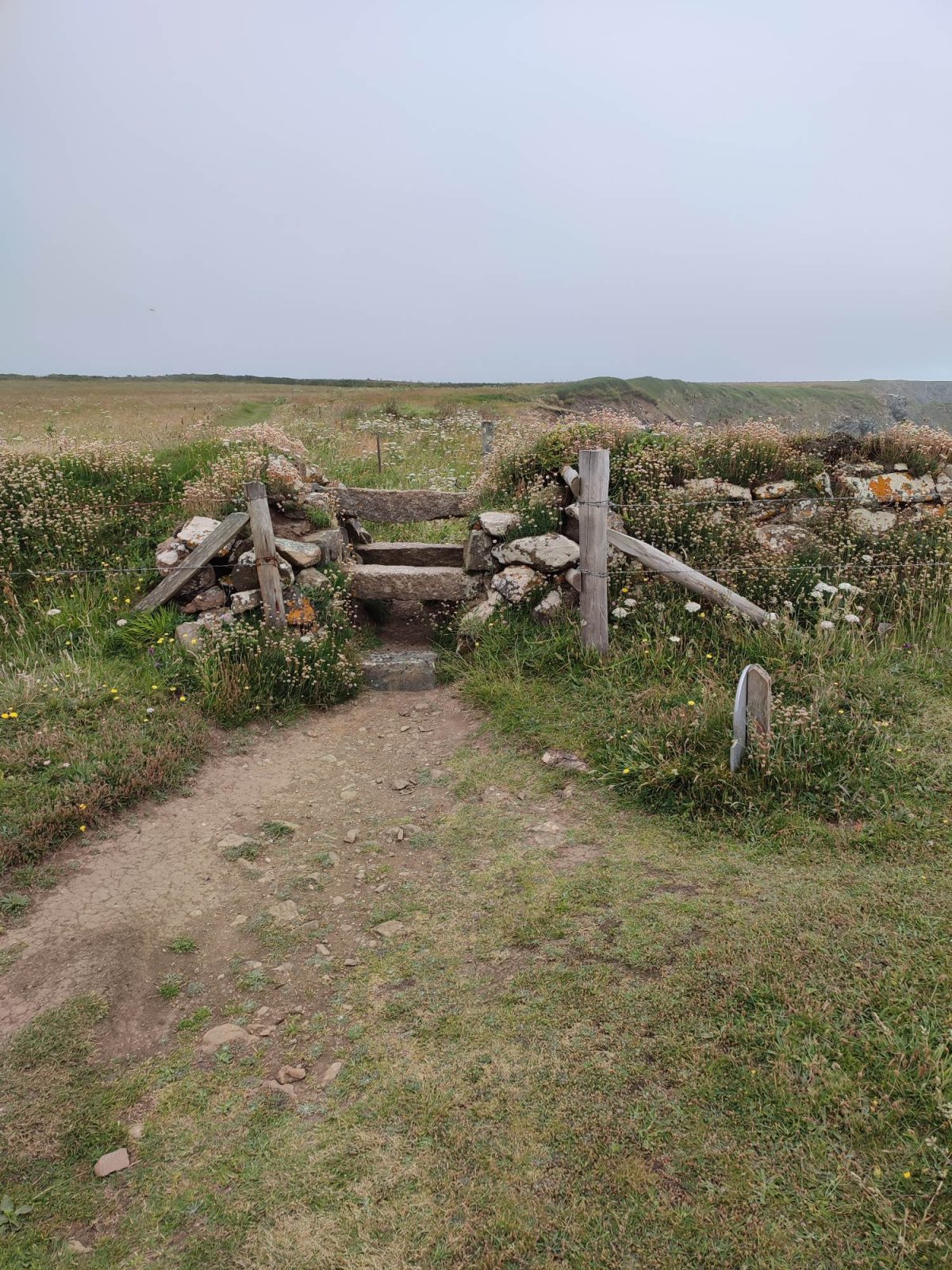 Nekonečné pastviny