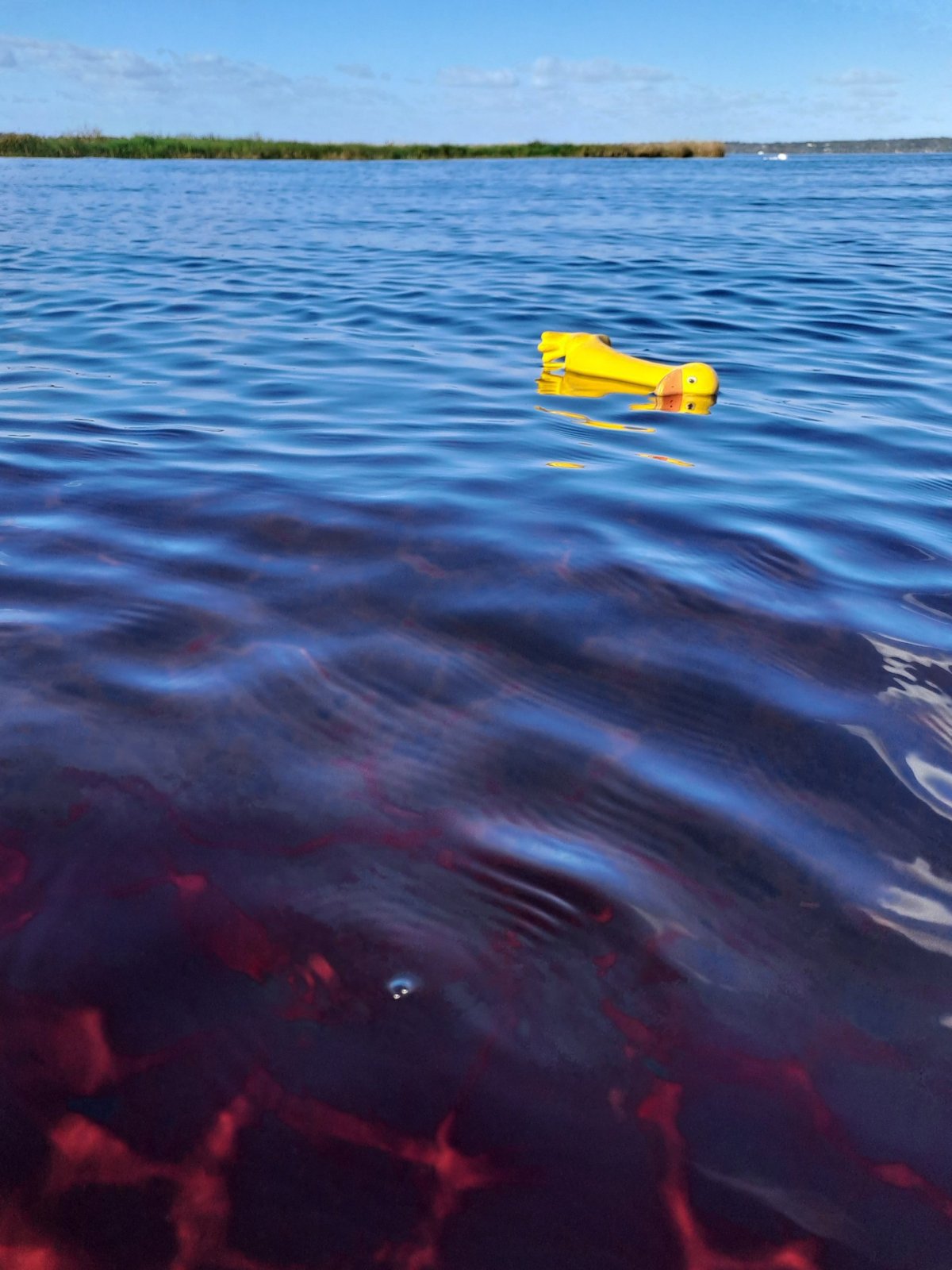 Jaryne, to je krvák!