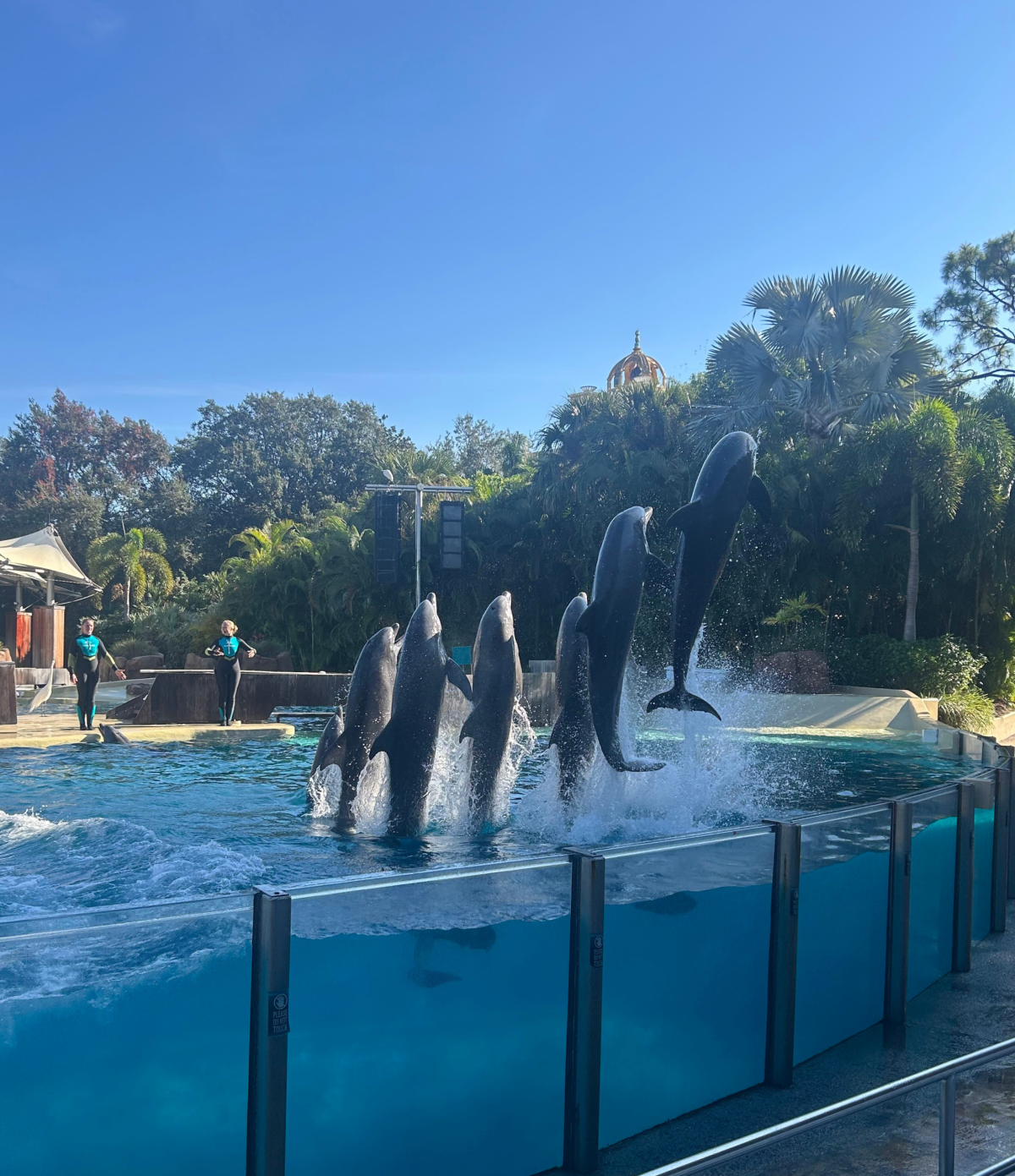 Šest lítajících delfínů