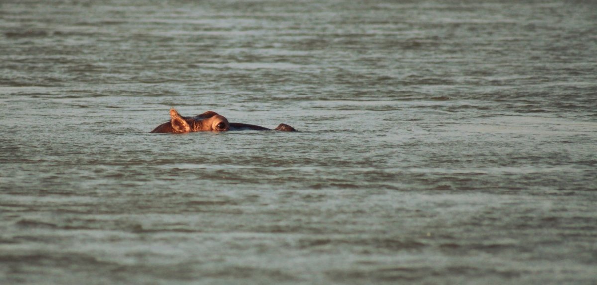 První hrošík prověřuje situaci 10 metrů od nás.