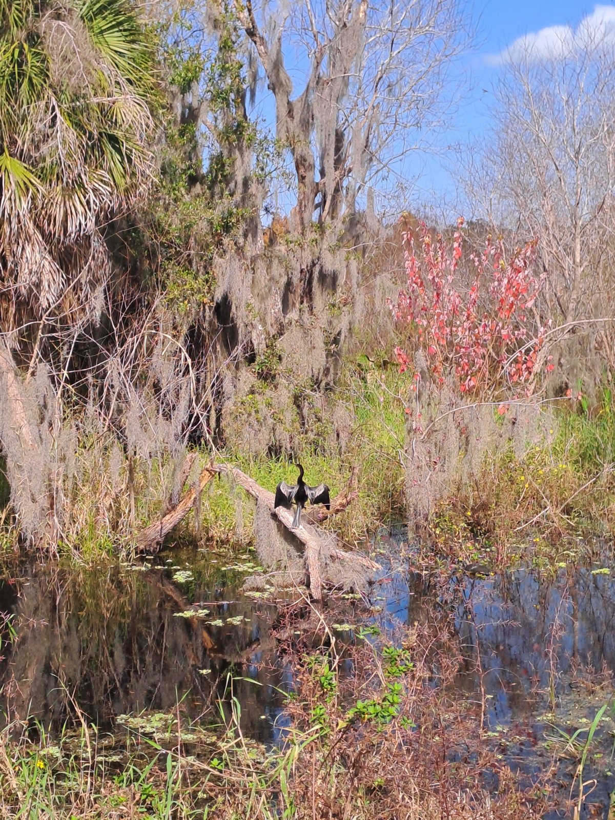 Ptákohad anhinga americká