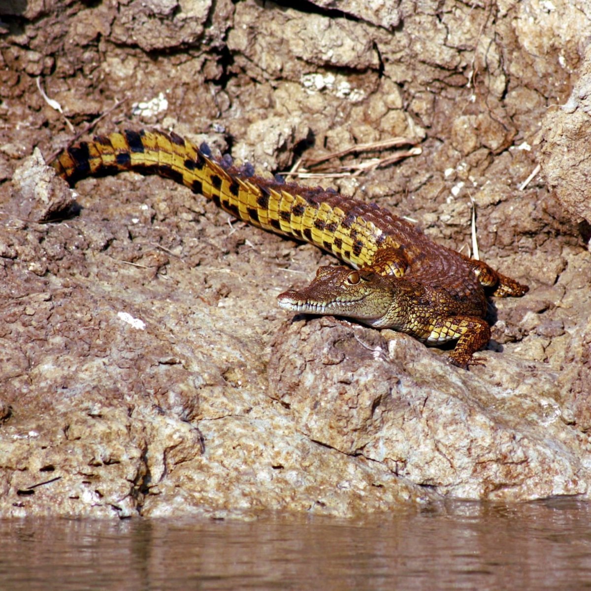 První mládě krokodýla nám pózovalo hned u břehu.