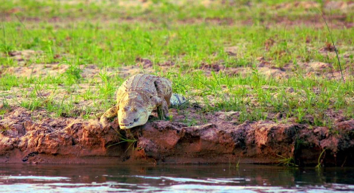 Dospělý krokodýl nilský, nejnebezpečnější druh krokodýla vůbec; na svědomí má stovky lidských životů ročně.