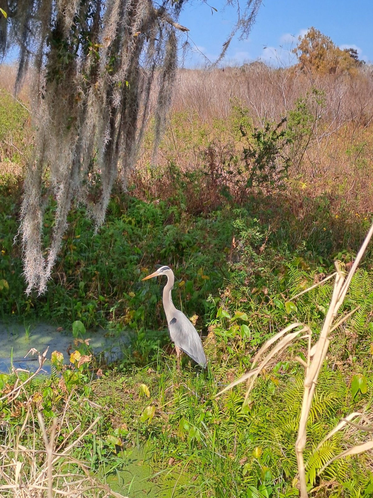 Volavka na břehu řeky