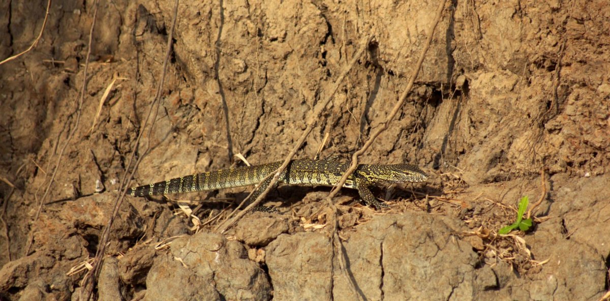 Varan nilský také není žádný drobek - dorůstá délky až 220 cm. 
