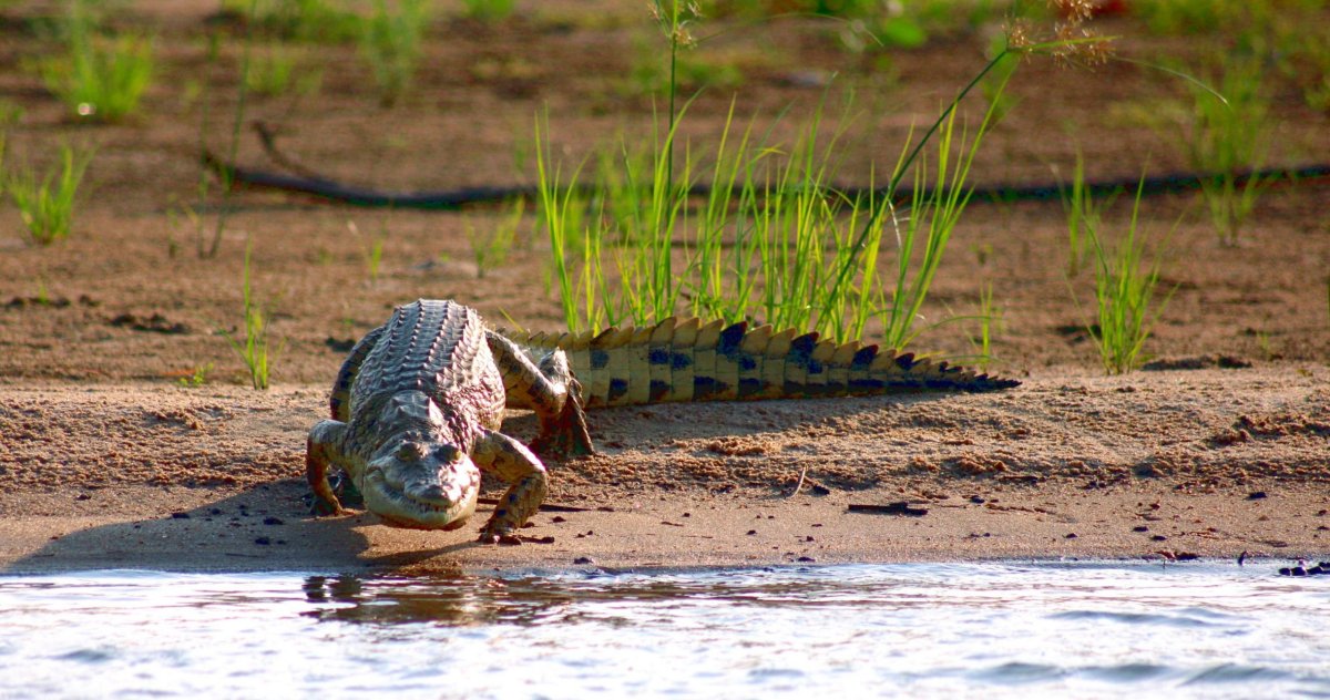 Samec dorůstá délky kolem 4 metrů, ale jsou známi i šestimetroví jedinci.