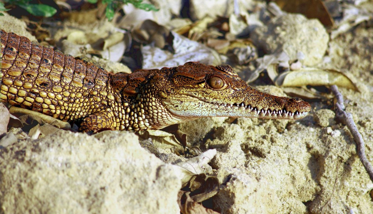 Zdálky je krokodýlek celkem roztomilý, při bližším seznámení jsme rádi za dostatečný odstup; jeho cca 60 zoubků už vypadá pěkně 