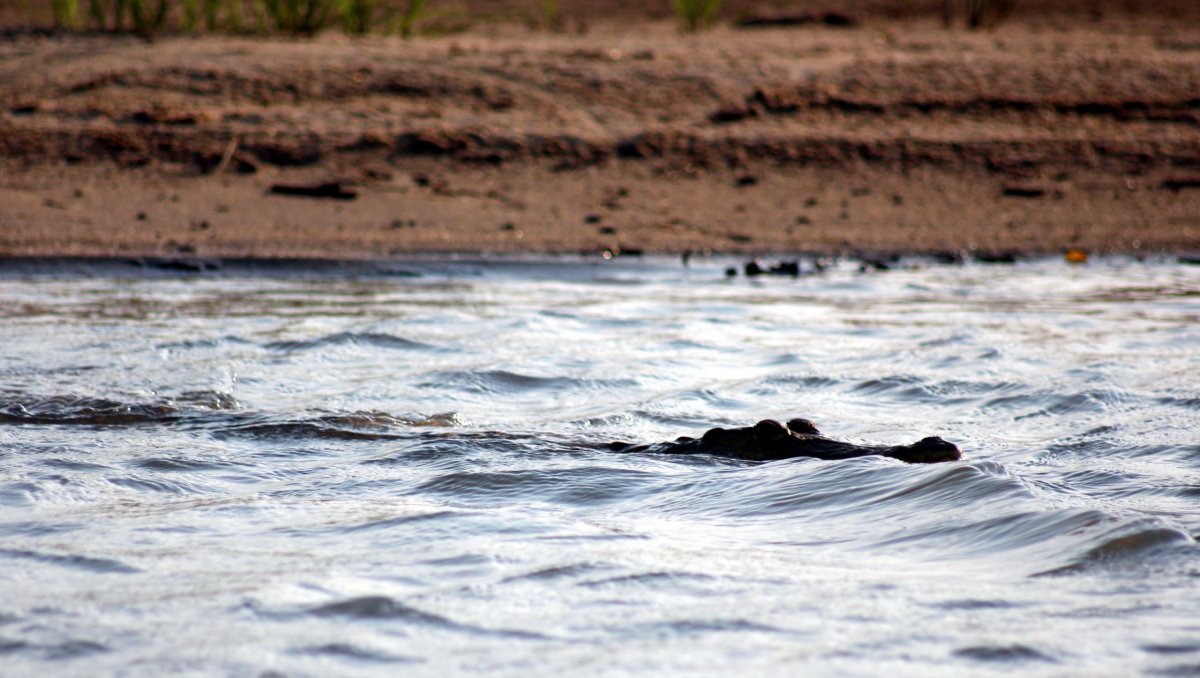 Krokodýl je ve vodě nenápadný, ale při útoku na kořist se dokáže prudce vymrštit z vody do výšky 1-2 m. To jsme se naštěstí doz