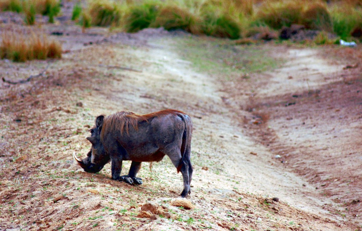Prase savanové ryje potravu ze země zásadně vkleče, aby se nemuselo ohýbat.