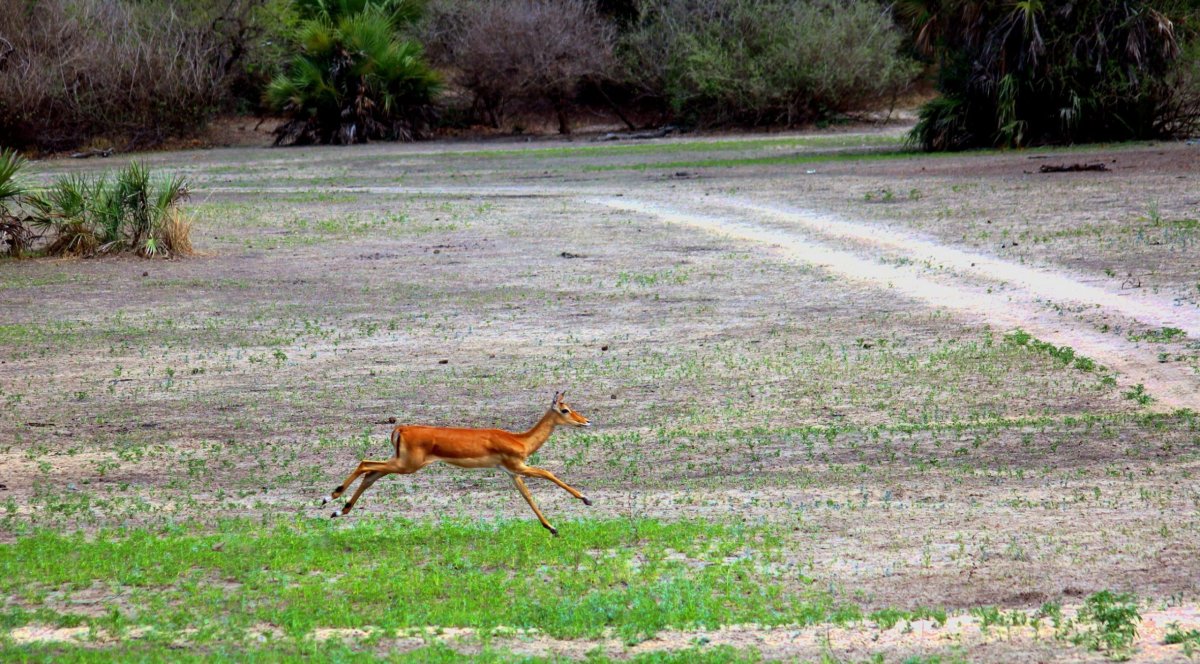 Mladá antilopa dobře ví, že sama na širém prostoru je neustále v ohrožení života.