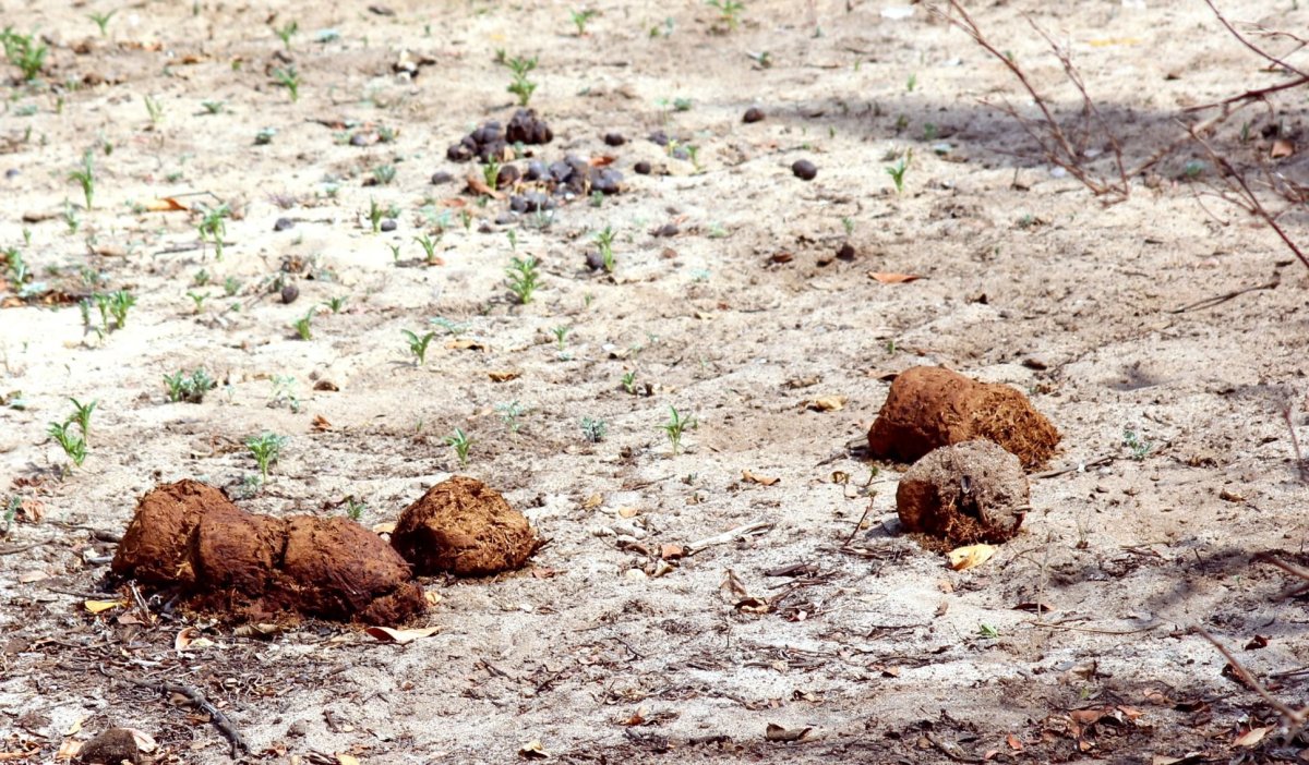 Sloní trus je vzácným hnojivem i lékem, který používají místní domorodci. 