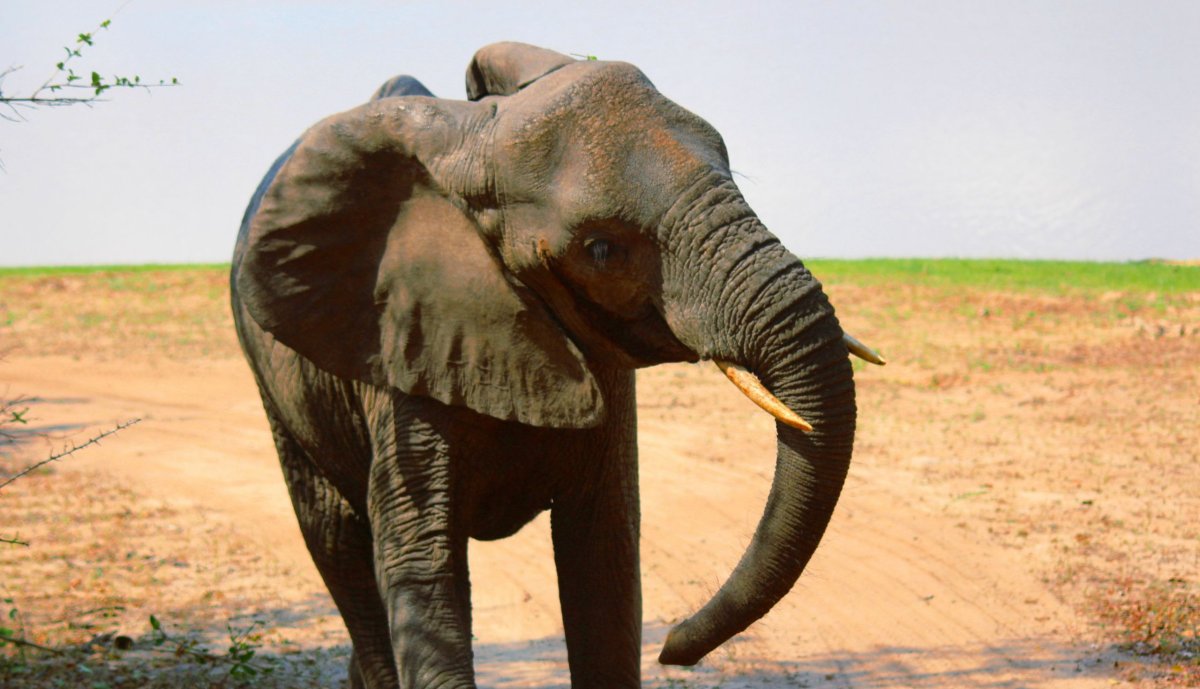 Tento slon nám předvádí své velké uši, aby nám bylo jasné, že jde o druh slona afrického a nikoli indického.