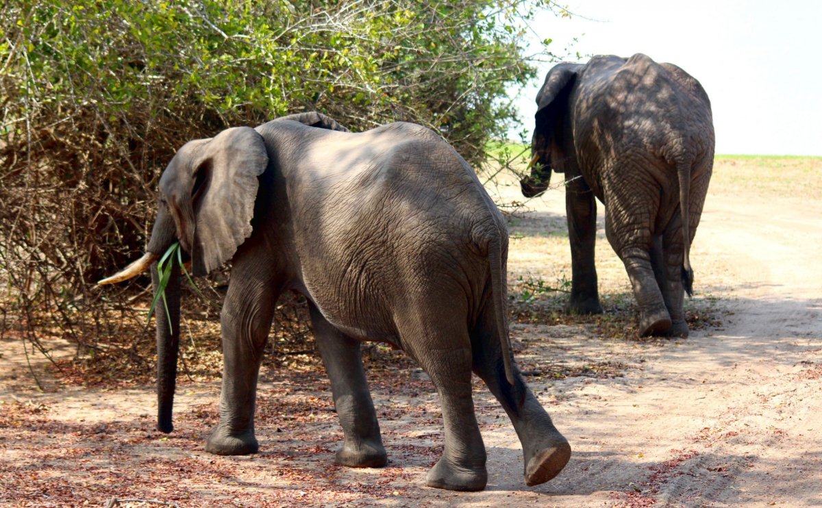 Vyrušit se od snídaně se tito obři nenechali. 