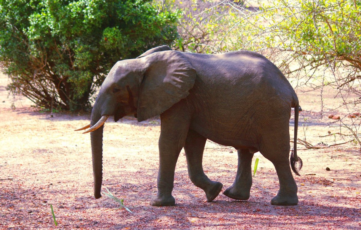 První slon se zjevil doslova pár metrů před námi.