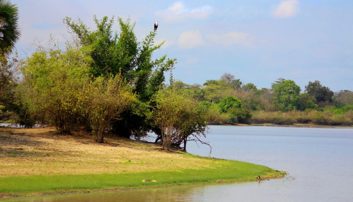 Orel jasnohlasý si vždy najde tu nejlepší pozici na pozorování. Živí se především rybami, ale zvládne ulovit klidně i mladého kr