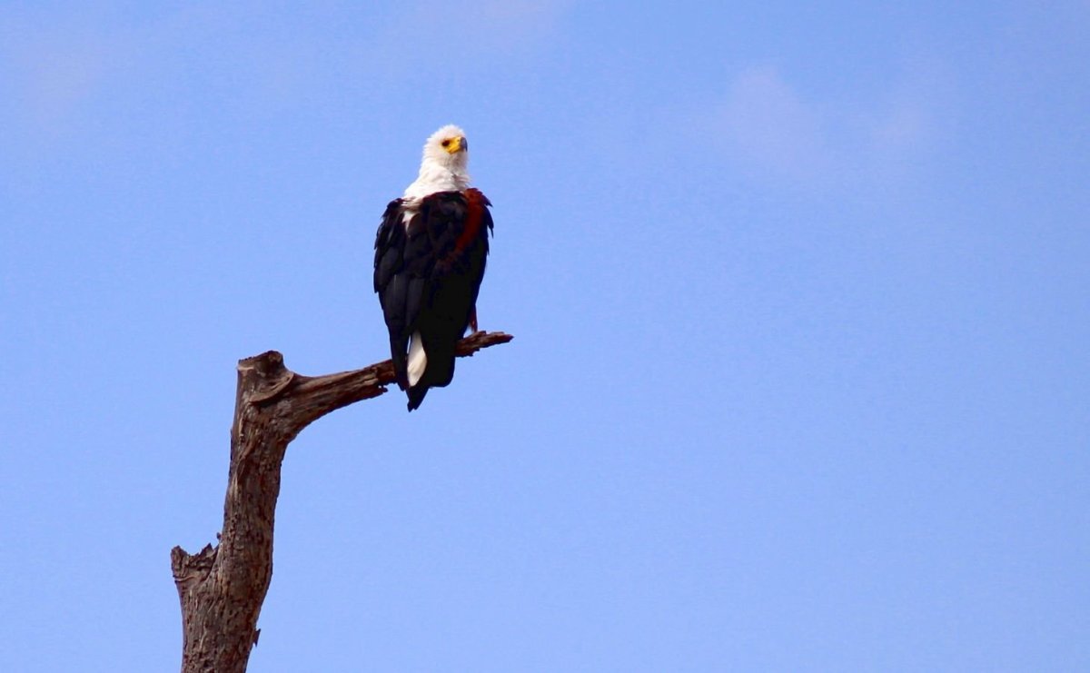 Tento jedinec se ráno evidentně zapomněl učesat.