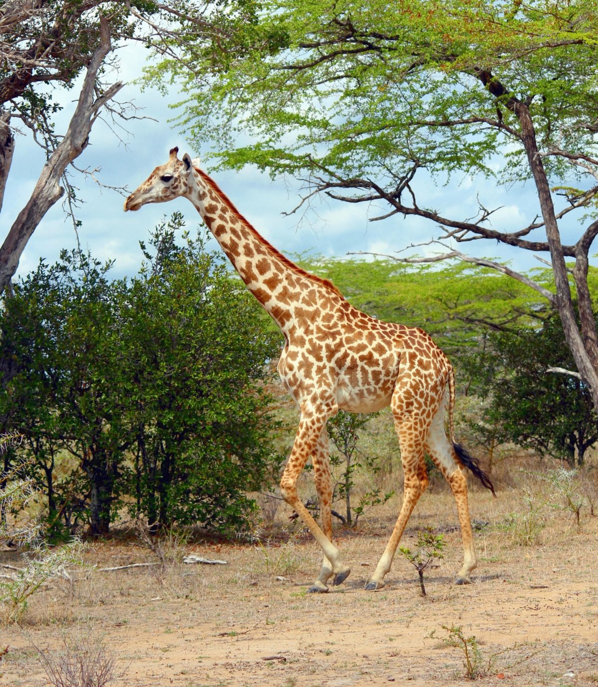 Žirafa je po zásluze symbolem Tanzanie. Je nádherná.