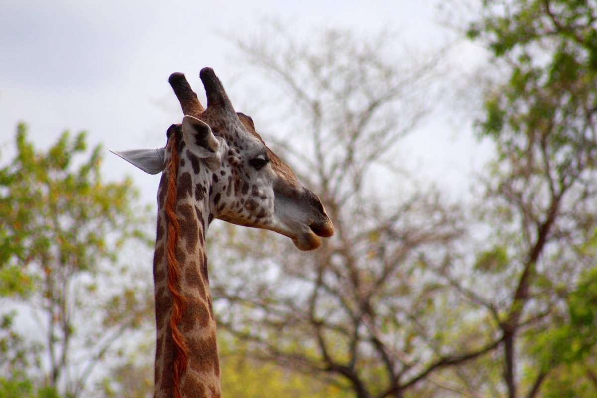 Podle žirafích růžků lze rozlišit jejich pohlaví - samci (na obrázku) je mají na vrcholu holé, zatímco samičky mají nahoře delší