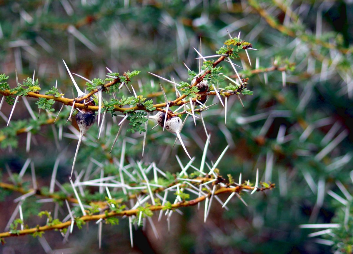 Superostré trny akácie. K zeleným lístečkům se dostane jedině žirafa, díky svým slinám a obratnému, skoro půl metru dlouhému jaz