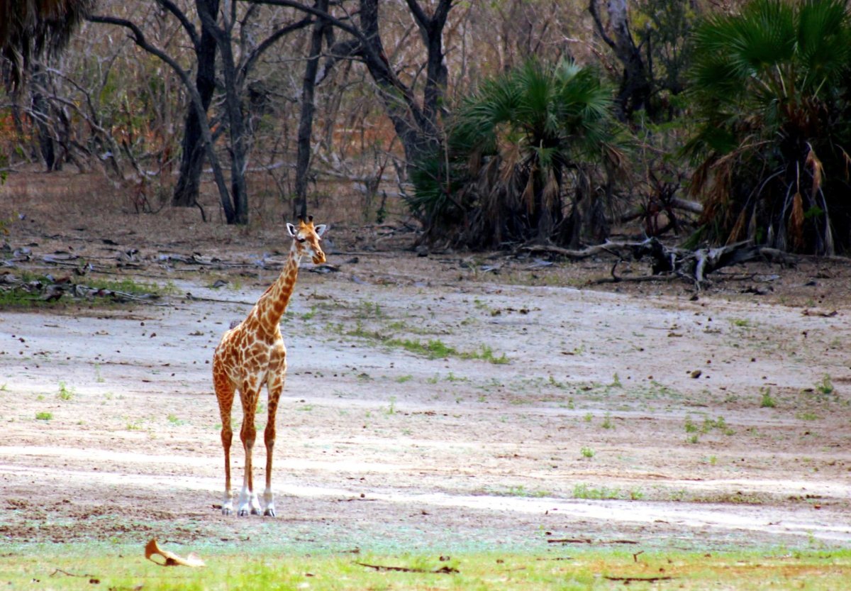 Žirafí mládě se jde napit...