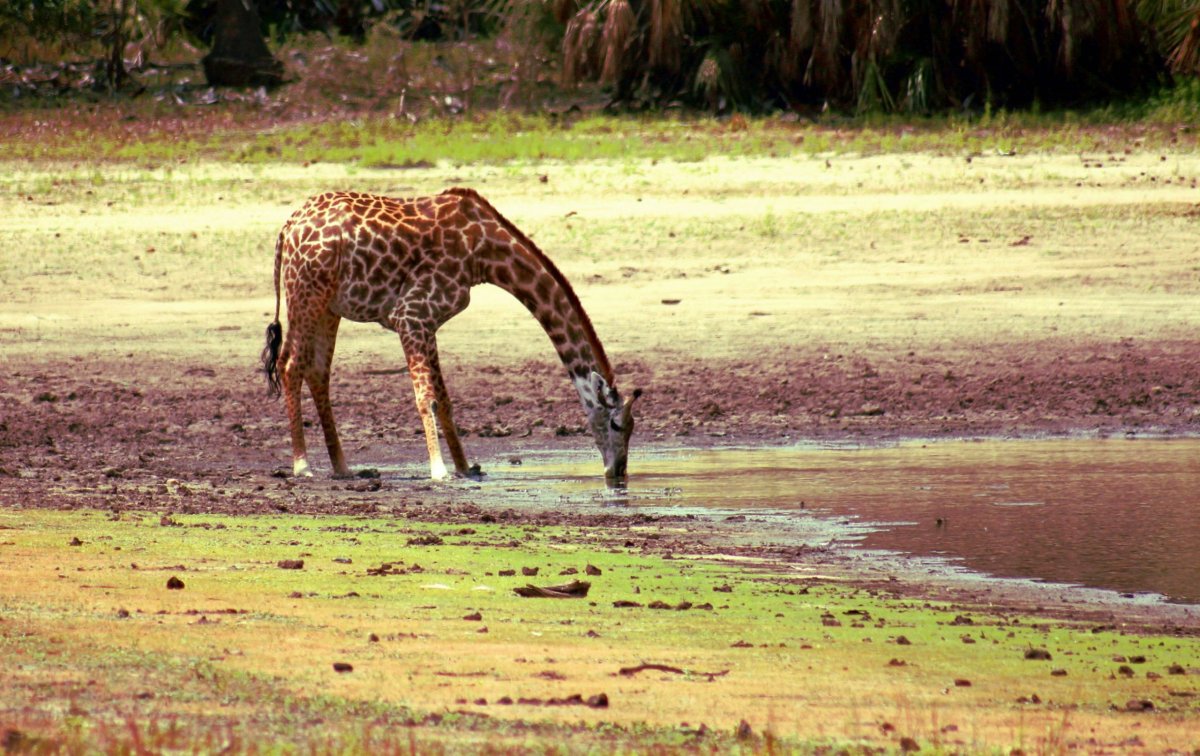 ...což je pro něj operace na několik minut. V tuto chvíli je také nejzranitelnější.