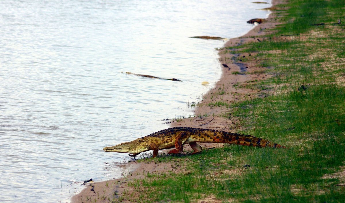 Krokodýli doslova každých pár metrů!