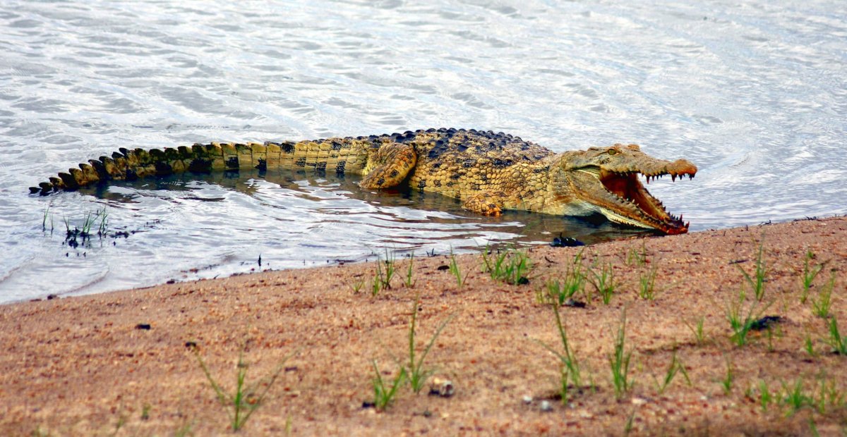 V takové pozici jsou tito predátoři vidět často. Nečekají, až jim potrava sama skočí do tlamy - jen se chladí, protože nemají po