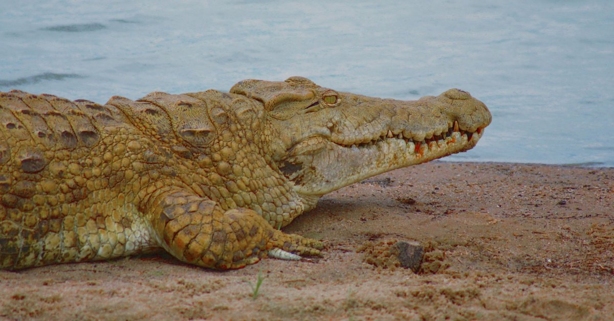 Tento exemplář je zřejmě zrovna po obědě, soudě podle jeho spokojeného výrazu a stále zkrvavených zubů.