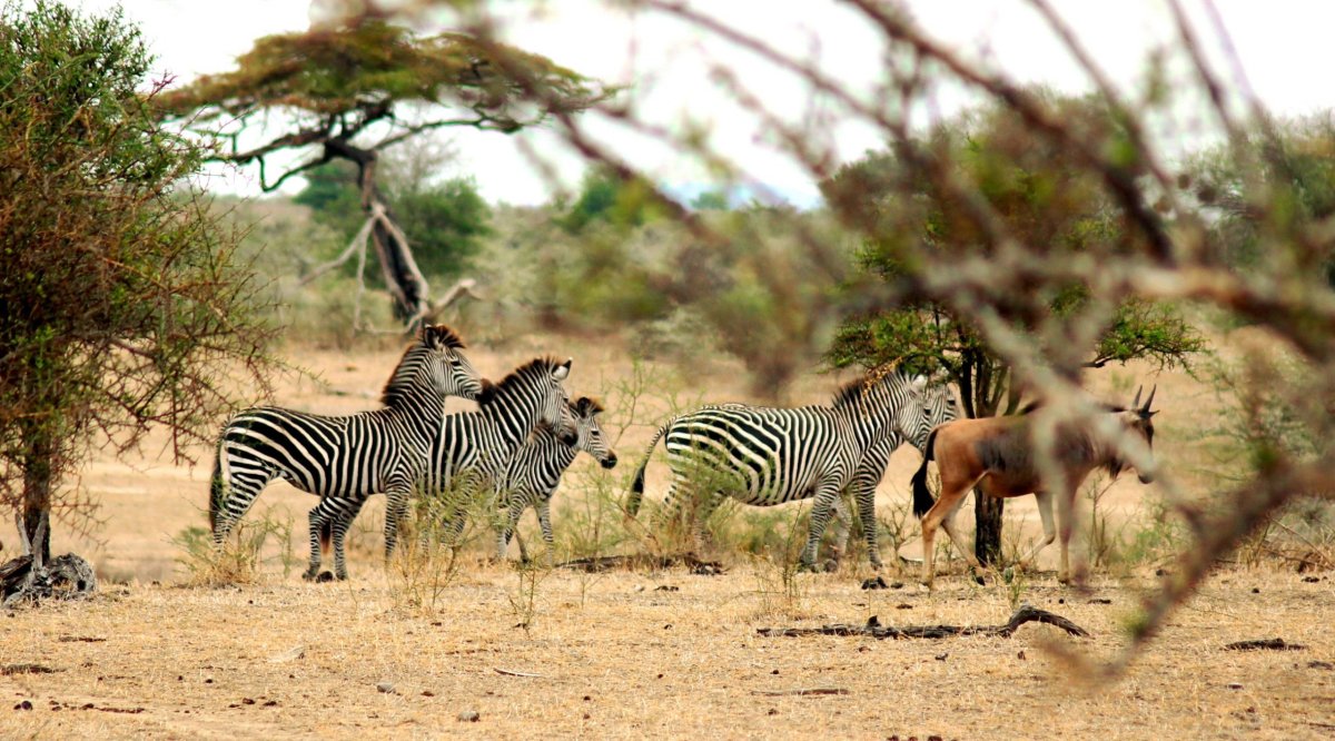 Zebry jsou dobré kamarádky pakoňů. Na rozdíl od těch v evropských zoo jsou tyhle na první pohled zdravé a štíhlé.