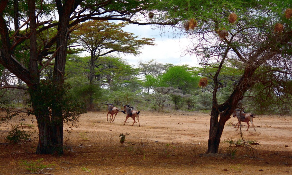 Pakoně jsou tak plaší a rychlí, že jsou na všech fotkách zezadu a zdálky.