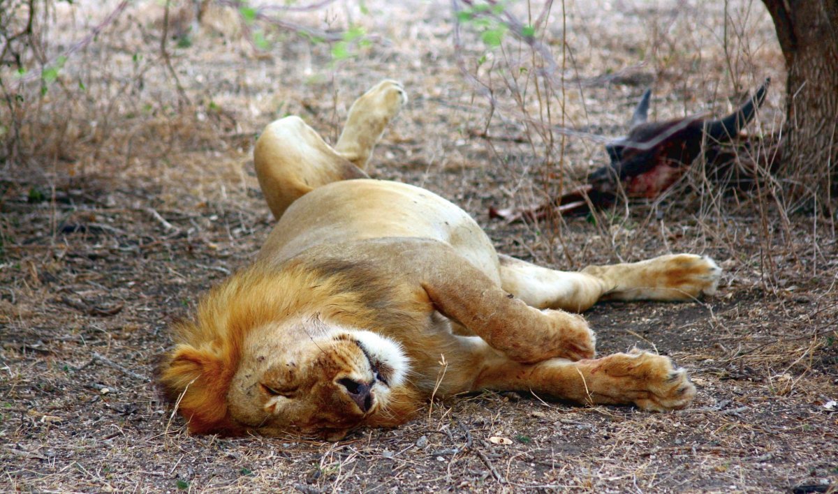 Ani nemusíme být zoologové, abychom poznali, že tento lev si pořádně pochutnal a teď spokojeně tráví. Lebka buvola je vidět vpra