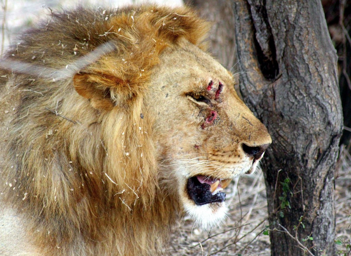 Jizva po drápech od jiného lva. Potyčky mezi samci jsou prý častým jevem.