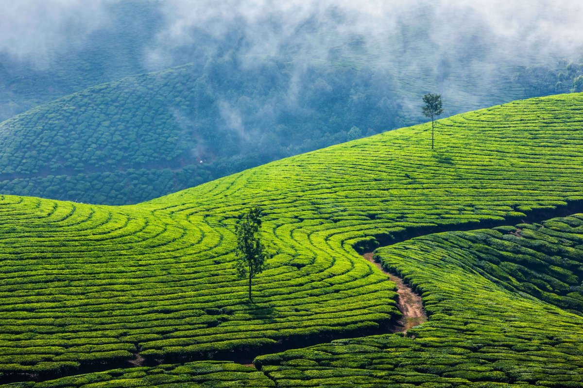 Čajové plantáže v Kerale