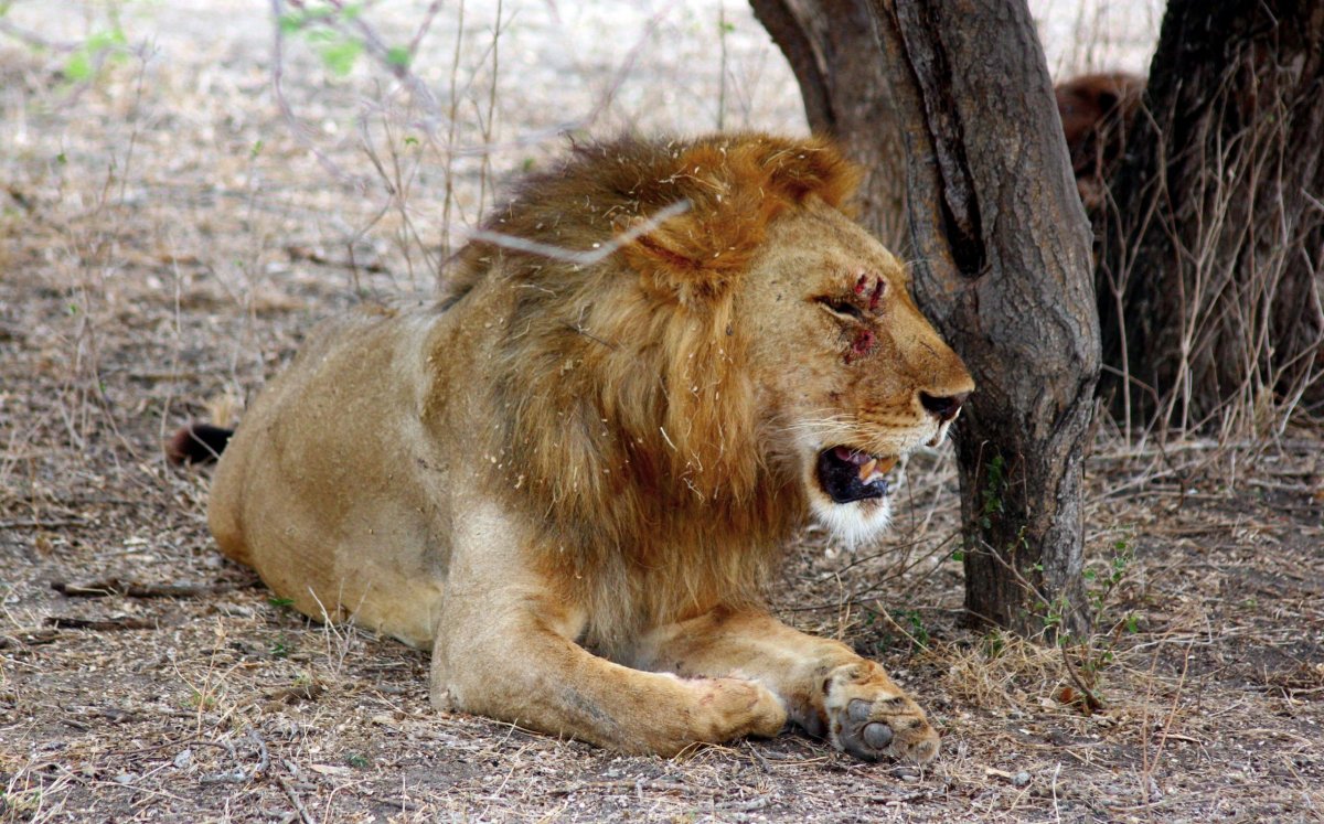 Chvílemi se šelma posadila a zhluboka oddychovala. Vypadalo to, že mu dal buvol pořádně zabrat.