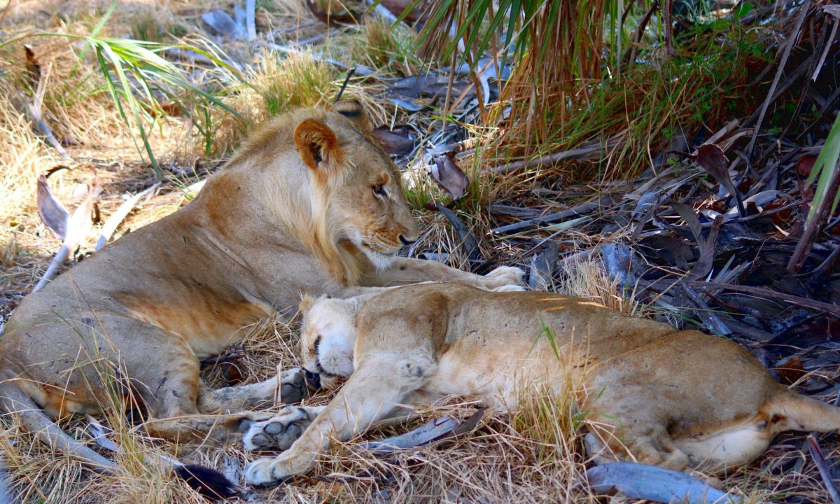 Krásný lví páreček na rande, romantiku narušovalo pouze několik aut, která se sjela kolem.