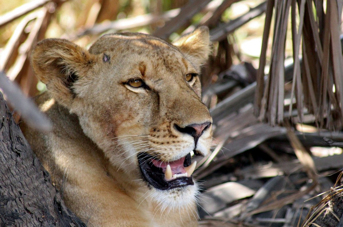 Kočky máme moc rádi a tahle opravdu stála za to!