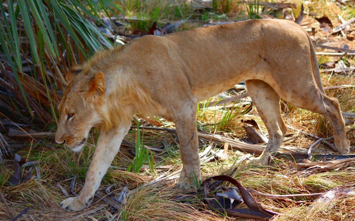 Zdálky si i náš průvodce myslel, že jde o lvici, ale rašící hříva prozradila, že máme tu čest s mladým lvím samcem. 