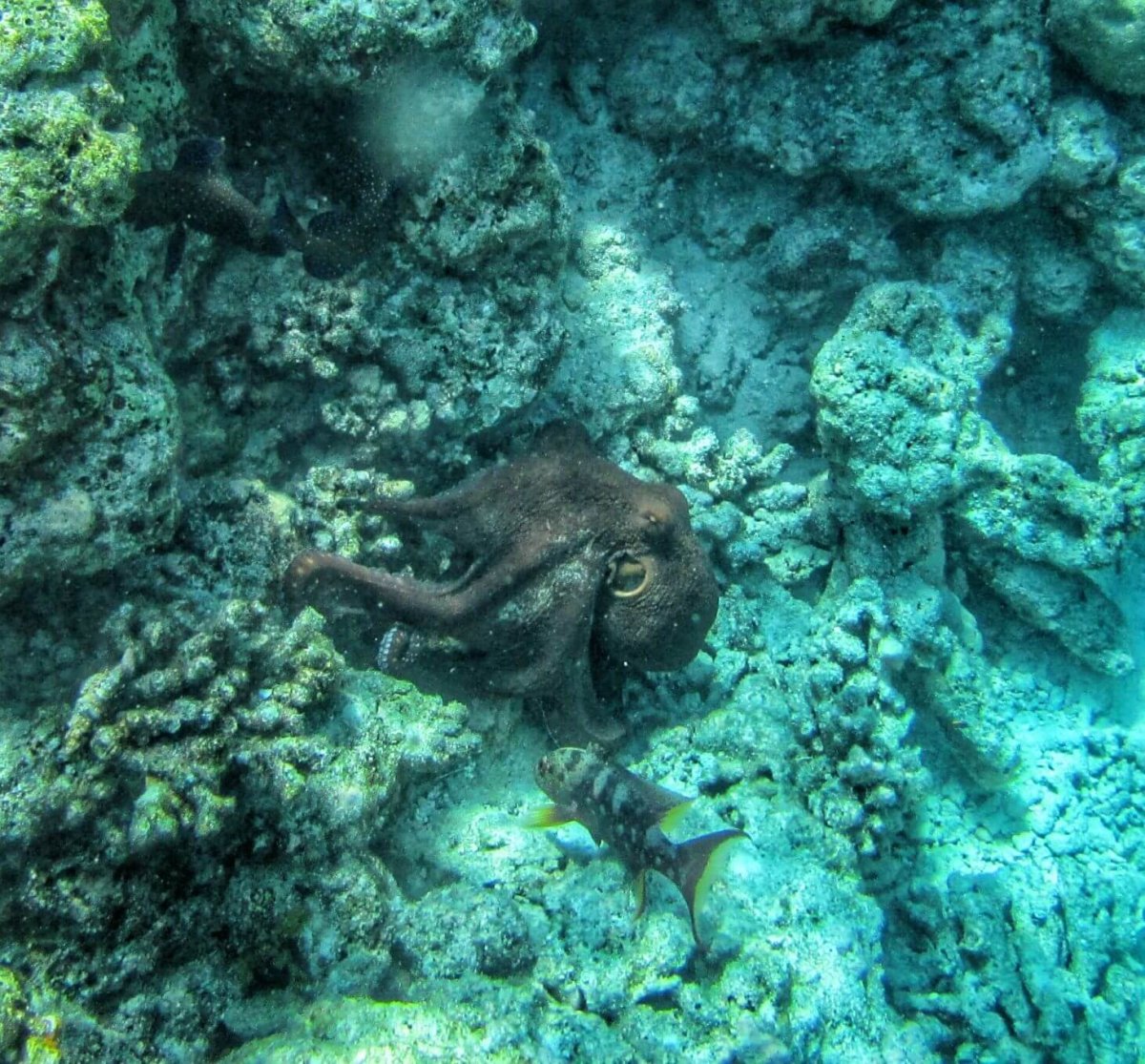 Chobotnice chvilku před tím, než splynula s korálem