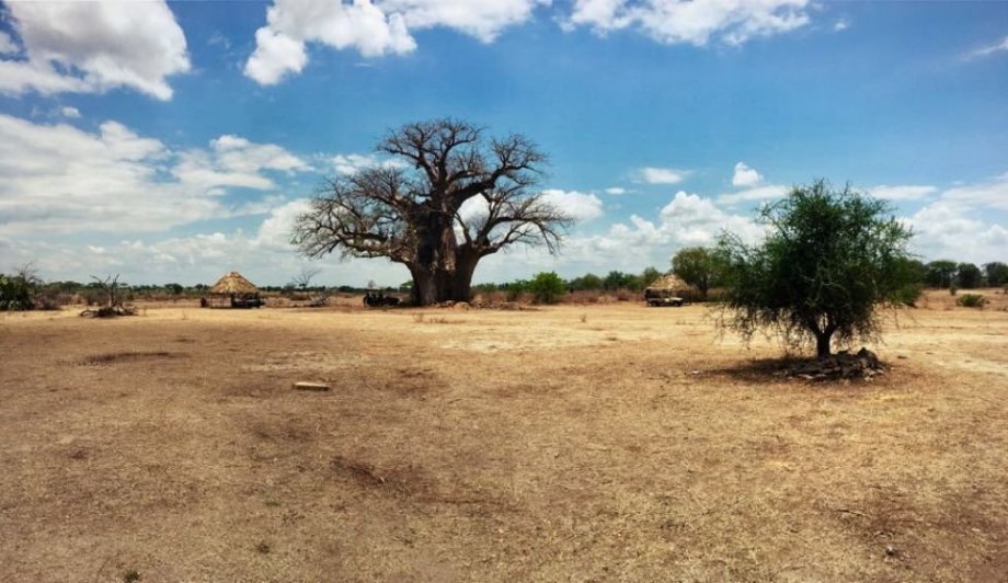 Statný baobab, u kterého se kolem poledne sjíždí všechny posádky návštěvníků.