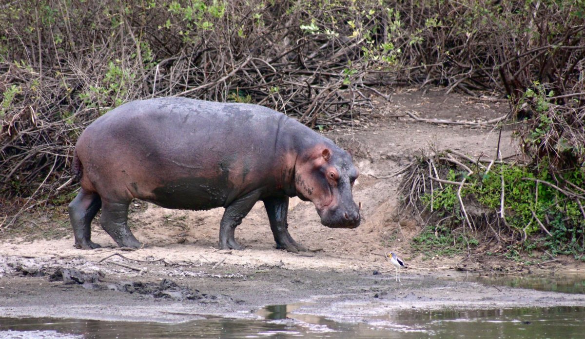 Celkem roztomilé zvířátko.