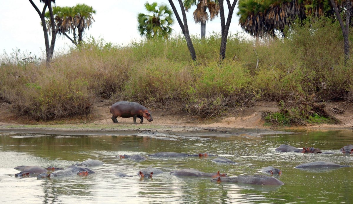 Hrochů jsme v tomto rybníčku napočítali 35. Ale těžko říct, na jeden nádech hroch vydrží pod vodou klidně 10 minut, takže jich 