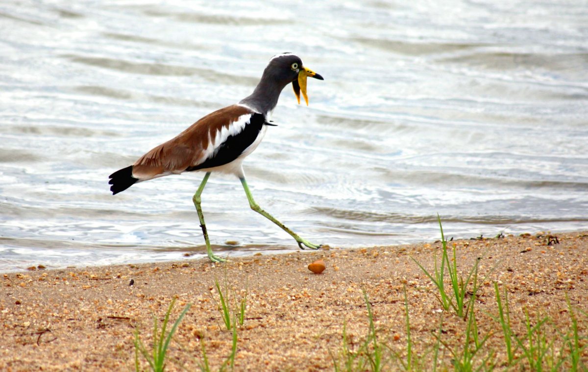 Čejka laločnatá (white-crowned lapwing), na kterou jinde než v několika částech Afriky nenarazíte.