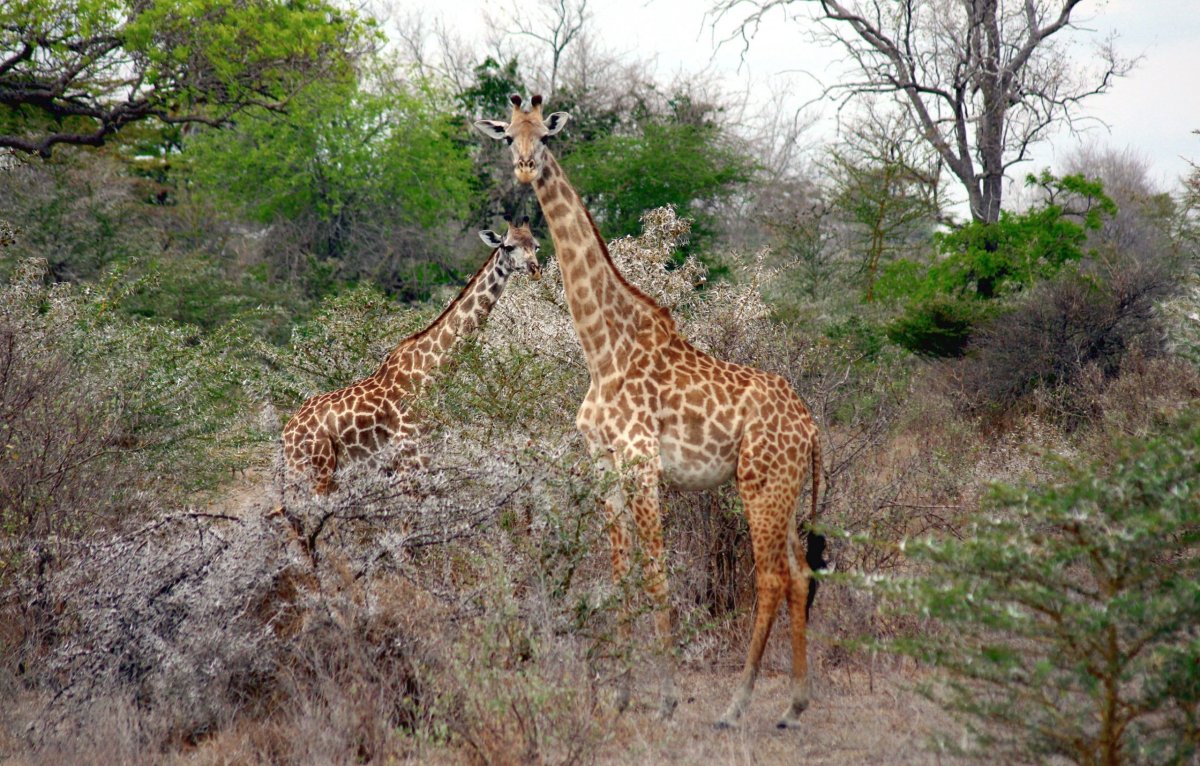 Dvě žirafí samičky sledují, jestli jsme jim nepřijeli ukrást jejich oblíbenou akácii, na které si právě pochutnávaly.
