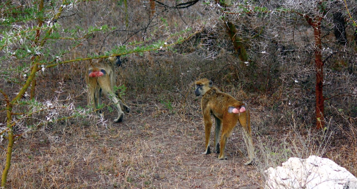 Pavián babuin (Yellow Baboon) je typický tím, že spí v korunách stromů zásadně vsedě. Právě proto se mu vyvinuly výrazné "mozoly