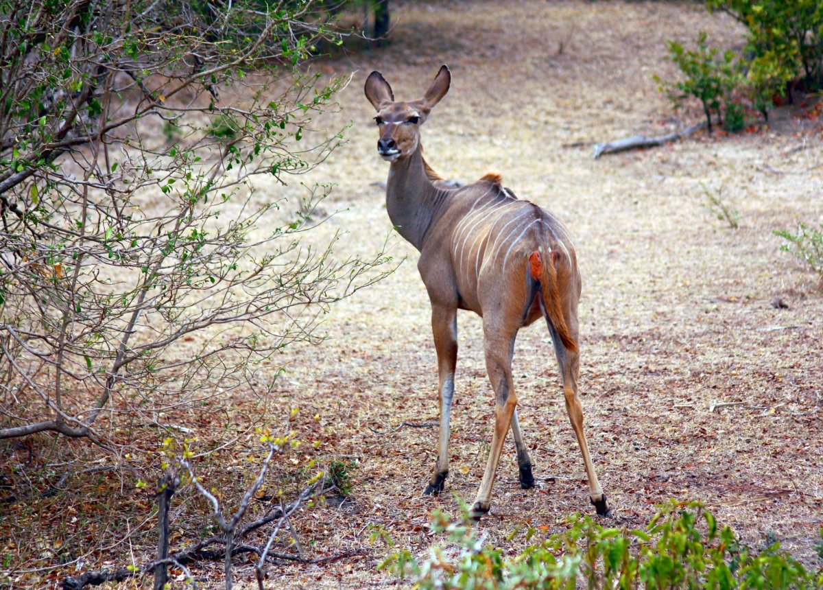 Jedna z největších antilop - kudu velký. 